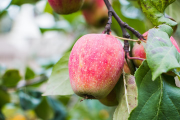 Apple on the branch of apple tree