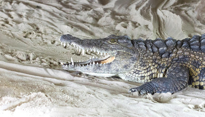 Closeup of a crocodile