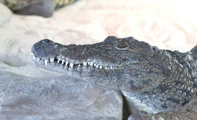 Closeup of a crocodile
