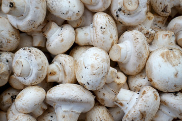 Pile of fresh champignons. Mushrooms as a background