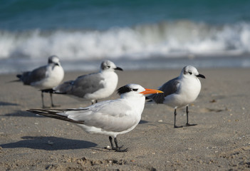 gulls