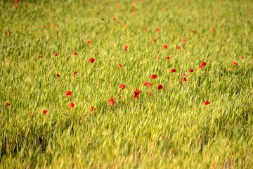 Meadow covered by poppies at Sunset. Springday in Provence, South of France. 