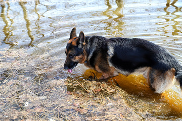 Dog German Shepherd in a water outdoors