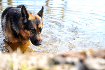 Dog German Shepherd in a water outdoors