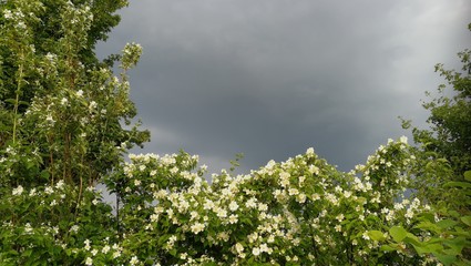 Blüten im Gewitter 