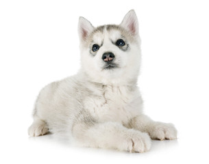 puppy siberian husky © cynoclub