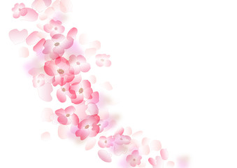 ハナミズキ-白色の壁紙