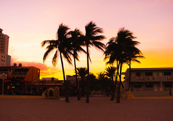 Fototapeta premium sunset palms 2