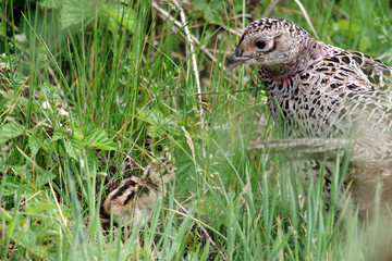 fasanenhenne mit küken
