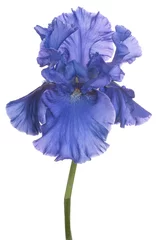 Cercles muraux Iris iris flower isolated