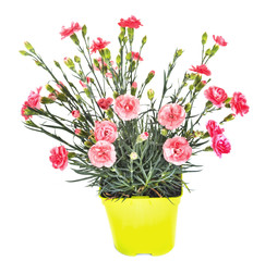 Dianthus in studio