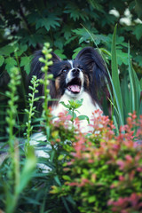 Smiling dog in the bushes