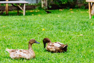 Two ducks are resting in the lawn.