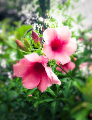 Obraz premium colorful pink moss phlox as background., Pink Moss Flower