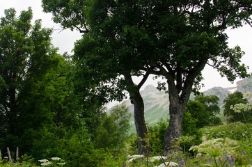 Majestic mountain landscapes of the Caucasian reserve