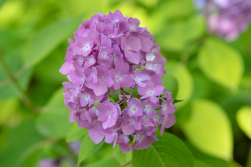 紫色のアジサイの花のアップ