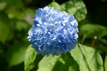 青いアジサイの花のアップ