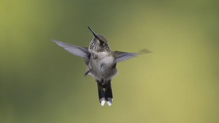 Flying and Scratching  2