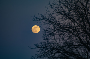 Fototapeta premium Full moon on the background of trees
