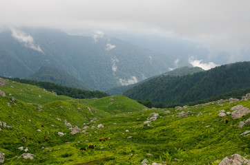 Fototapeta na wymiar Majestic mountain landscapes of the Caucasian reserve