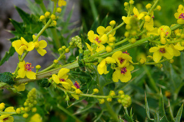 Beautiful flowers of the Caucasian Reserve