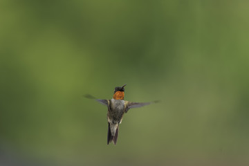 Fototapeta premium Lighting up the Garden