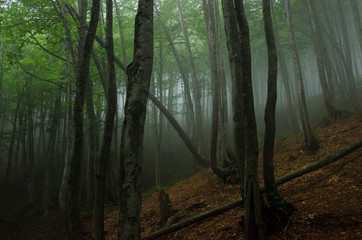 Obraz premium Beautiful mountain scenery . Guam gorge. Krasnodar region