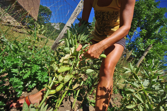 jardinage - récolte de fèves au potager