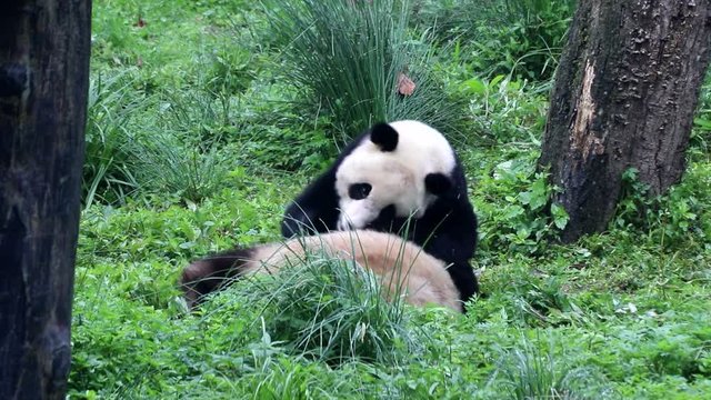 Two Panda Cubs are Playing Fighting, Chengdu, China