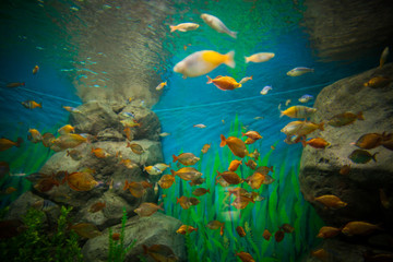 A marine aquarium with fishes and seaweed