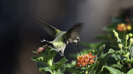 Using a Leaf for Stability