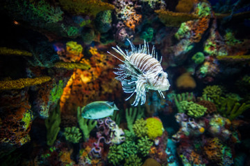 Obraz premium A marine aquarium with fishes and seaweed