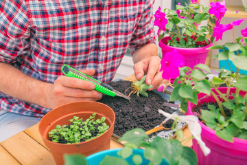 Farmer planting young seedlings flowers in the garden. Gardening concept.