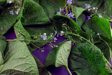 Creative nature leaves layout. Supernatural concept, ultra violet colors background, fashion style