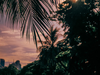 Fototapeta na wymiar Sunset behind of a palm tree