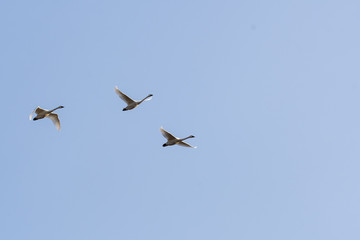 A couple of swans flying away to find a new place to feed