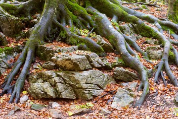 Ordesa National Park