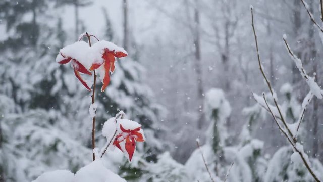 Snow covered red leaves in a forest. Slow motion hand held.