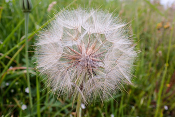 Close-up of Meadow Salsify Tragopogon Pratensis