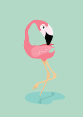 Pink flamingo bird  in water