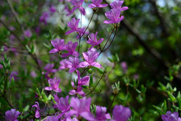 Korean azalea-2