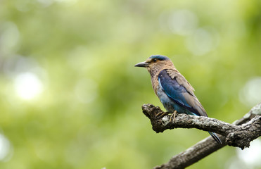 A blue jay sitting on a branch with rain in the background inside nagarhole forest during a wildlife safari