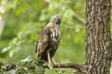 A crested hawk eagle perched on a tree inside nagarhole tiger reserve