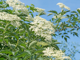 Blühender Holunder, Sambucus nigra
