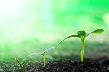 Vintage seedling growing