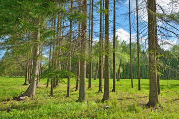 Sunny landscape in the forest.