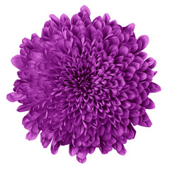 Flower eggplant Chrysanthemum   isolated on white background. Flower bud close up.  Element of design.