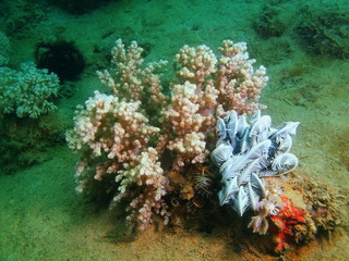 Soft coral