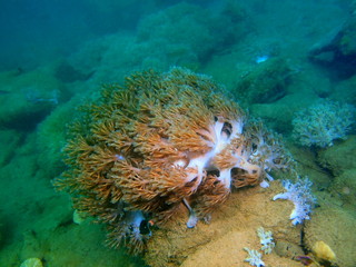 Soft coral