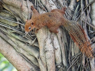 Squirrel on a tree eating beans. It's small and cute, nimble and smart.